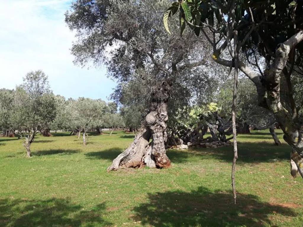 Rustico / casale a Ostuni in Contrada Pezza La Spina S.N.C. - Foto 4