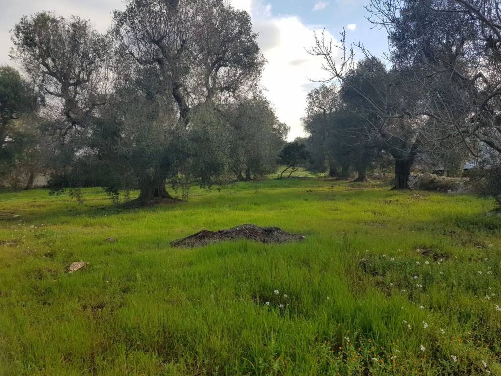 Rustico / casale a Ceglie messapica in Contrada Difesola S.N.C. - Foto 5