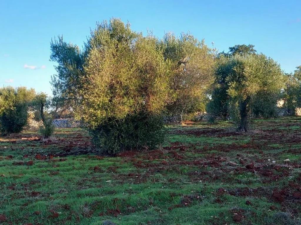 Rustico / casale a Carovigno in Contrada Deserto S.N.C. - Foto 4