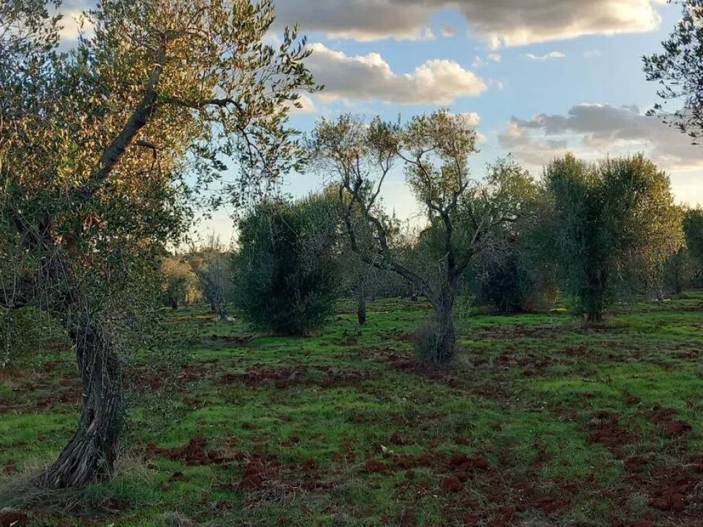 Rustico / casale a Carovigno in Contrada Deserto S.N.C. - Foto 5
