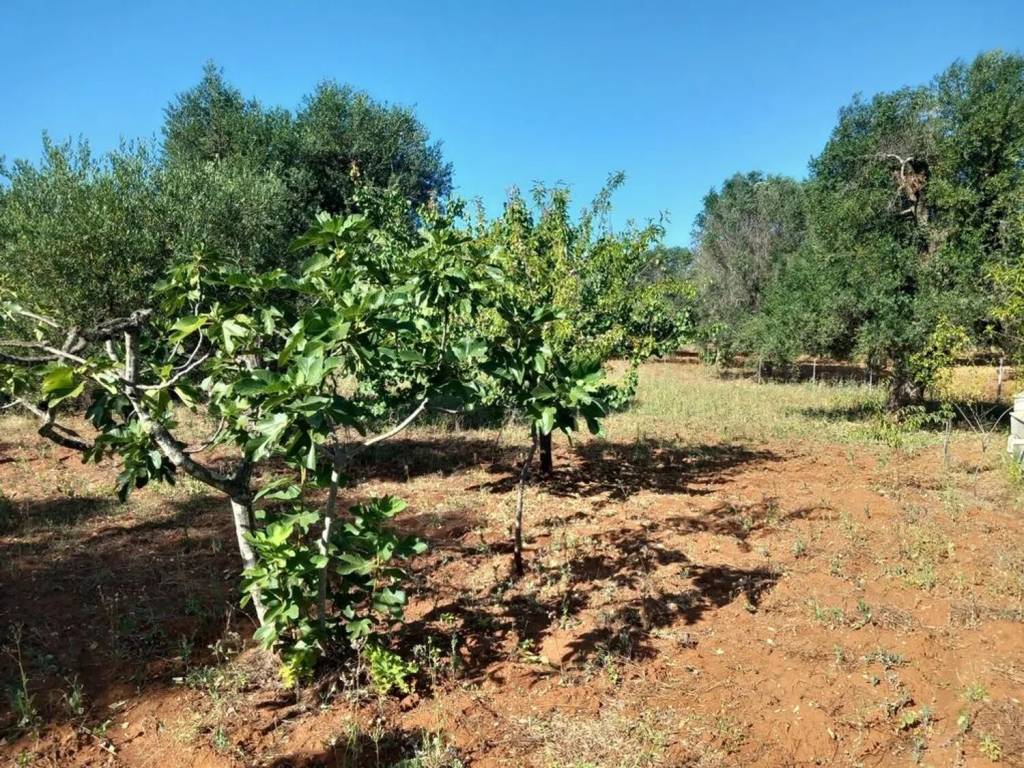 Villa a Francavilla fontana in Contrada Forleo Superiore S.N.C. - Foto 3