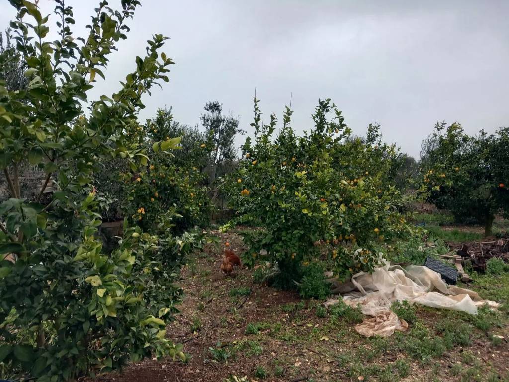 Rustico / casale a San vito dei normanni in Contrada San Giacomo S.N.C. - Foto 5