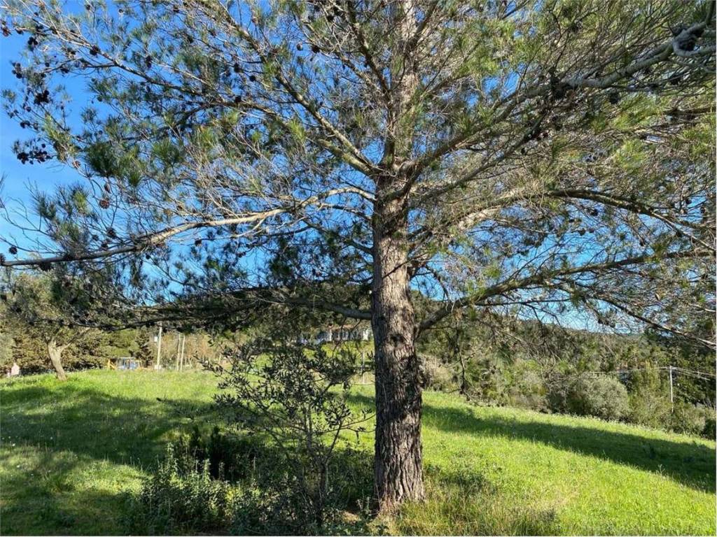 Terreno a Livorno in via delle fattorie - Foto 2