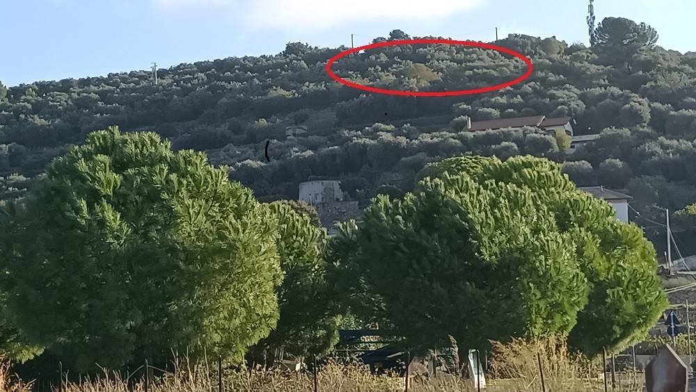 Terreno a Cervo in Località Poggio - Foto 3