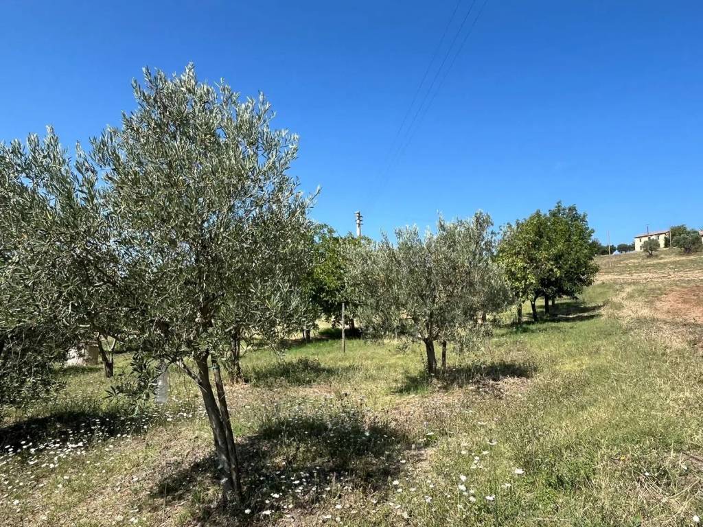 Rustico / casale a Pietrelcina in Strada Statale 212 S.N.C. - Foto 4