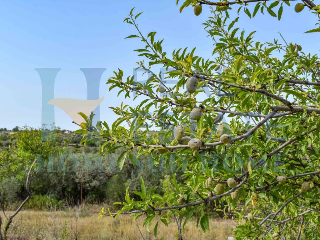 Terreno a Noto in Via Tommaso Fazello, 228 - Foto 2