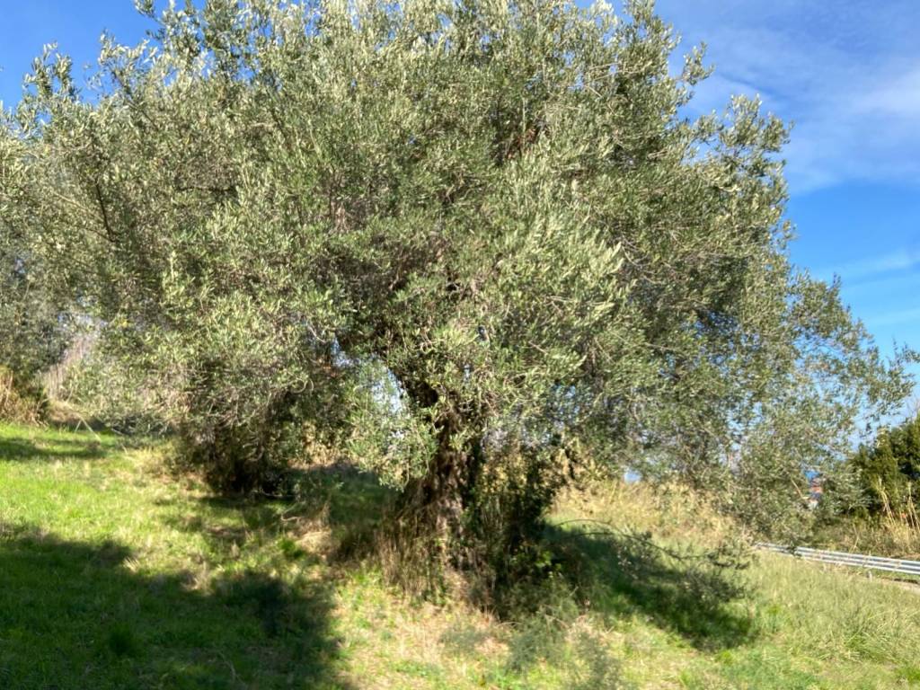 Terreno a Silvi in Strada Provinciale di Atri - Foto 2