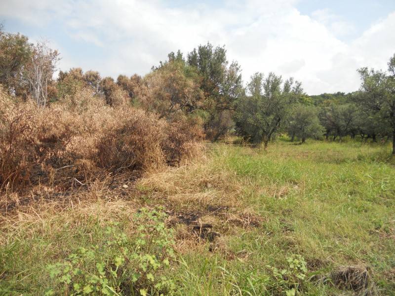 Terreno a Gizzeria in LocalitÃ Signorelli - Foto 5