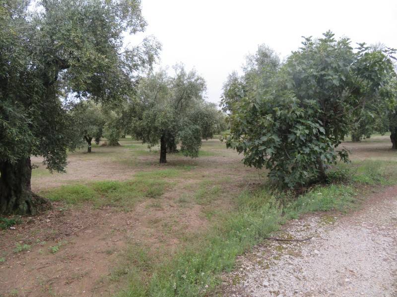 Terreno a Lamezia terme in Salvatore Fimiani - Foto 3