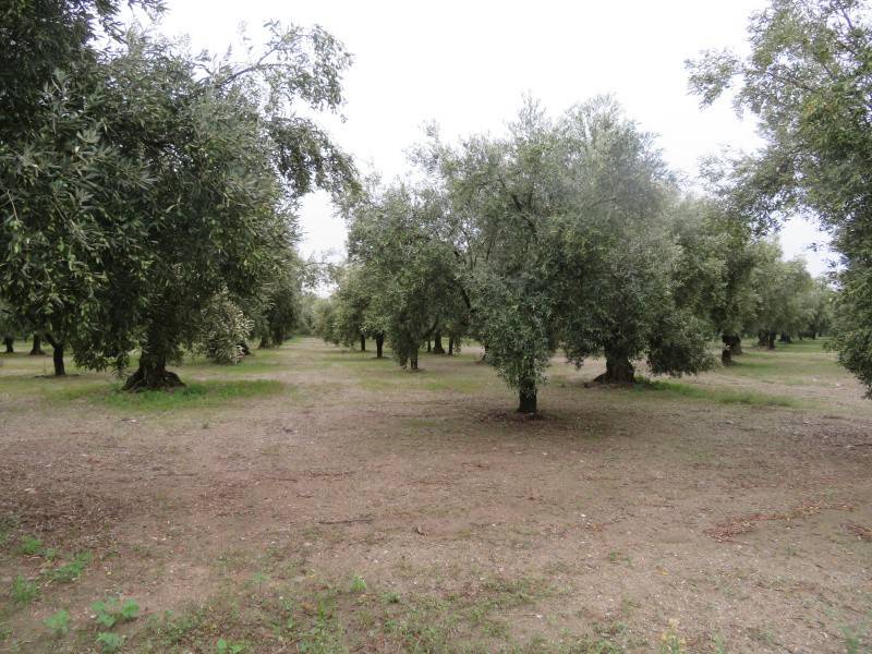 Terreno a Lamezia terme in Salvatore Fimiani - Foto 4