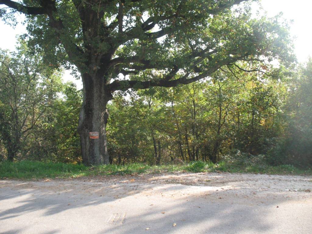 Terreno a Oratino in via S. Martino, snc - Foto 3