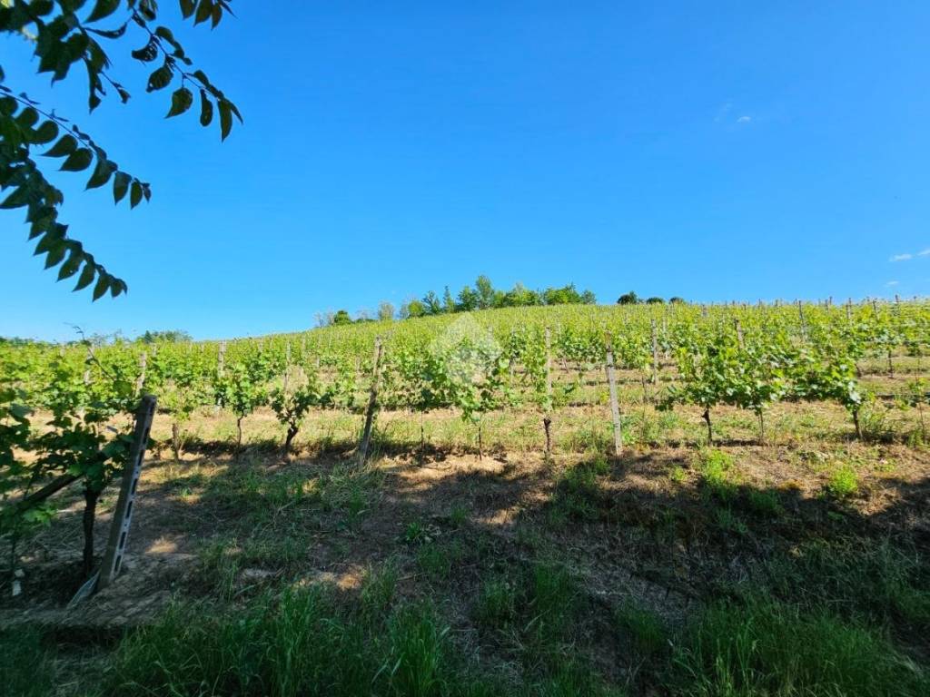 Terreno a Nizza monferrato in STRADA ALESSANDRIA, 74 - Foto 2