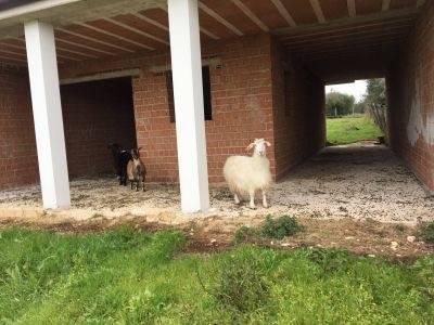 Villa a Ortona in Strada Provinciale Pelusi - Foto 3