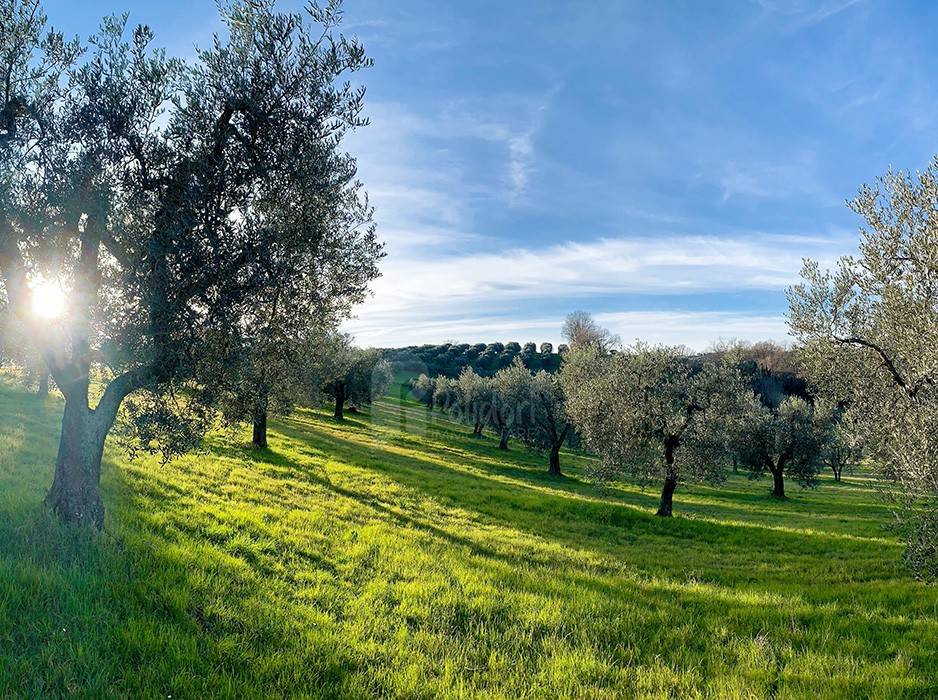 Terreno a Poggio mirteto - Foto 3