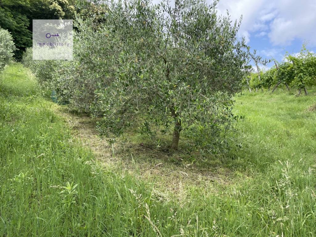 Terreno a Galzignano terme in via regazzoni bassa - Foto 4