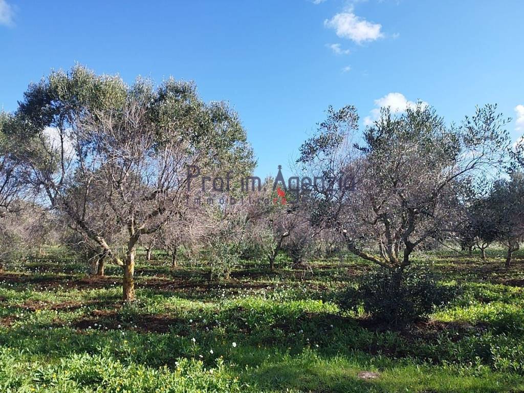 Terreno a Carovigno - Foto 2