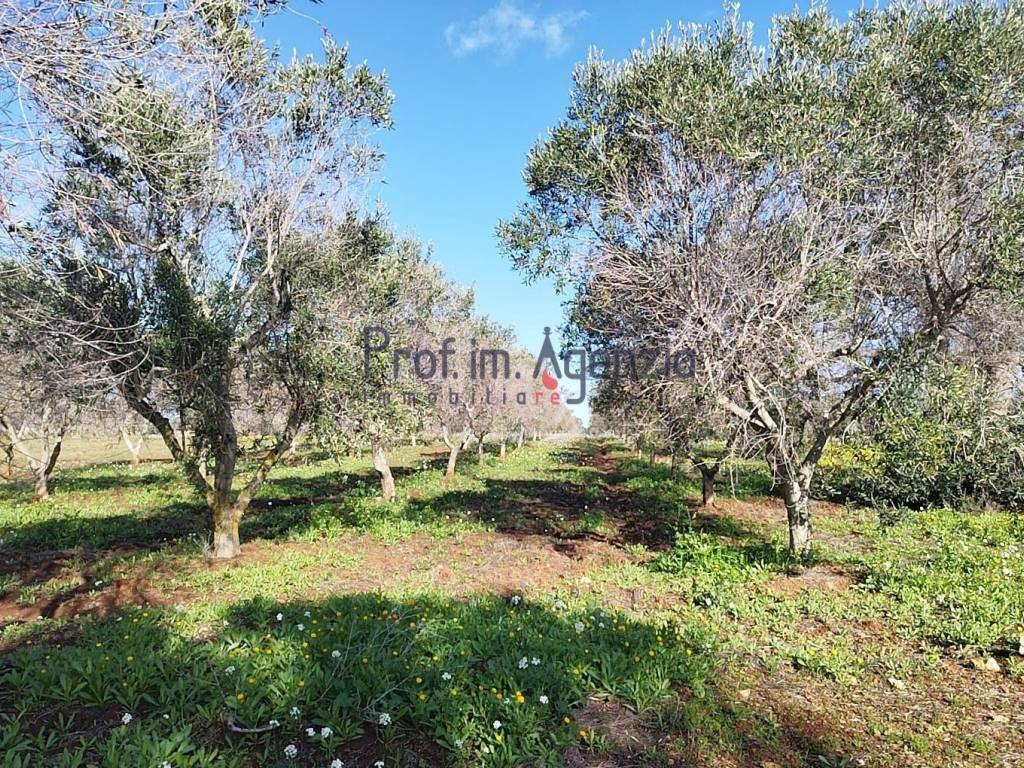 Terreno a Carovigno - Foto 4