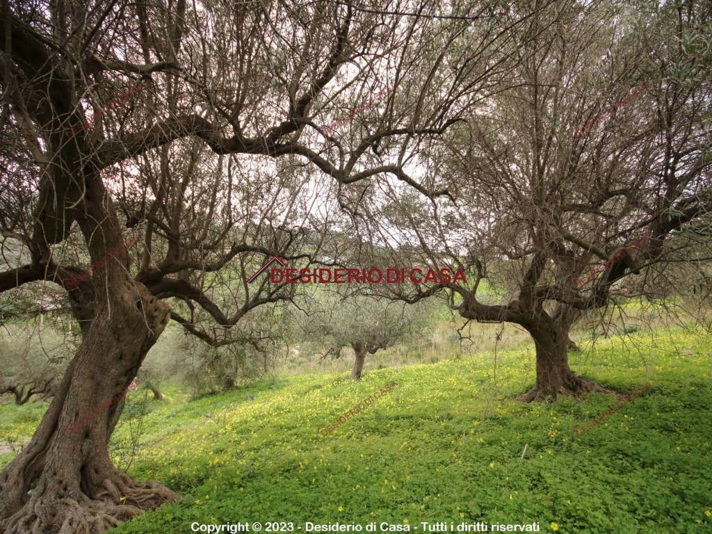Terreno a Termini imerese in Contrada Cangemi - Foto 5