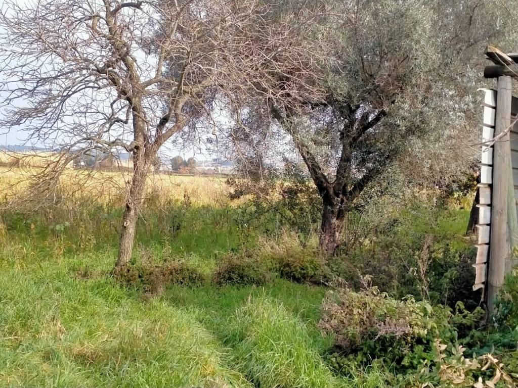 Rustico / casale a Tarquinia in Località Portaccia - Foto 4