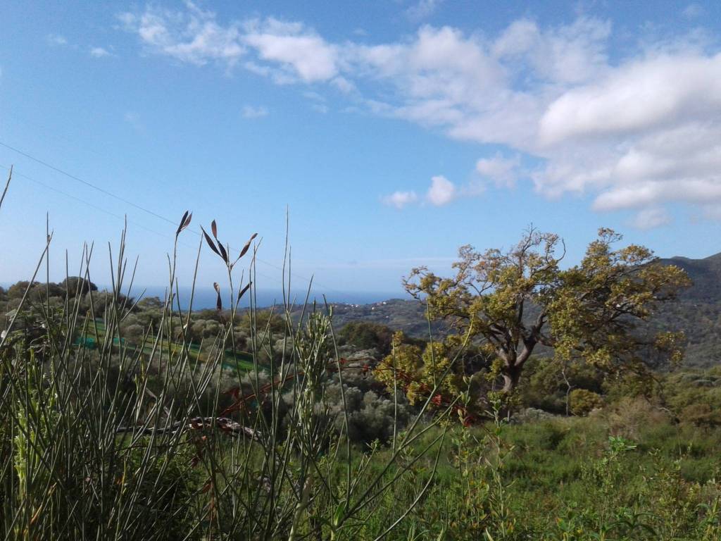 Terreno a Centola in Località Difesa - Foto 5