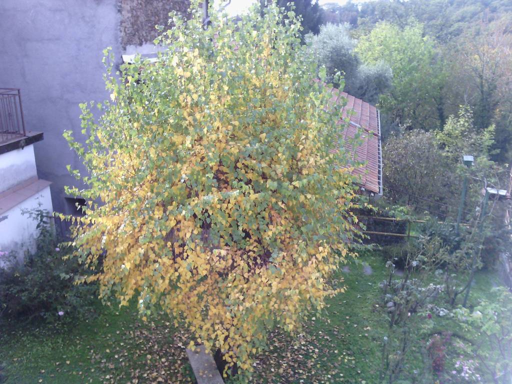 Rustico / casale a Cellio con breia in Fronto - Foto 3