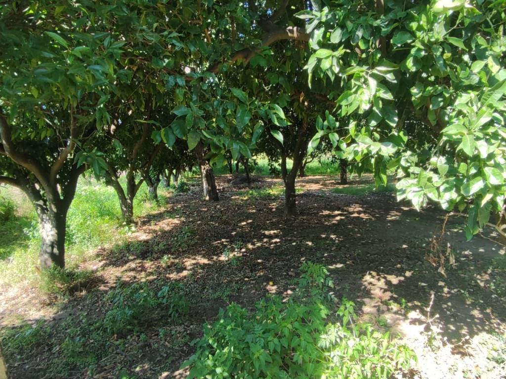 Terreno a Maddaloni in Via Colle Puoti, 58 - Foto 2