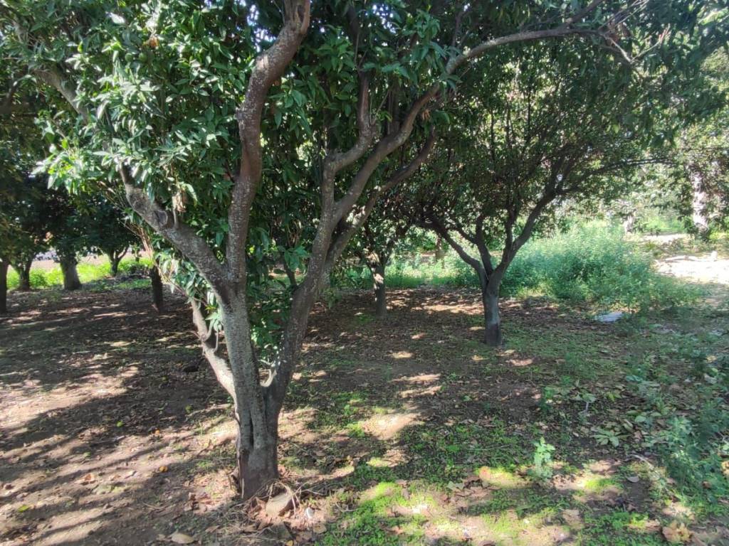 Terreno a Maddaloni in Via Colle Puoti, 58 - Foto 5