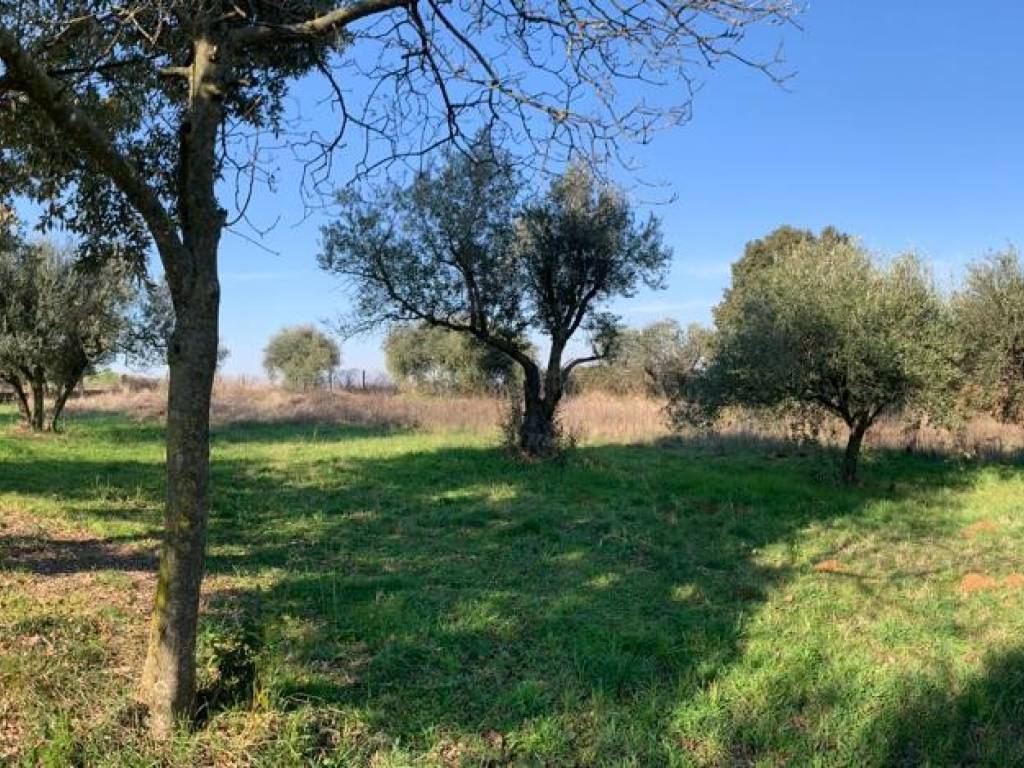 Terreno a Gallicano nel lazio in Via Colle dell'Ara - Foto 5