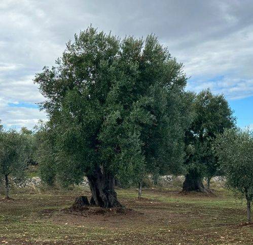 Terreno a Ostuni in Strada Statale di Egnazia - Foto 2