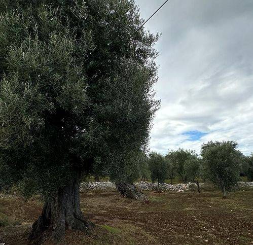 Terreno a Ostuni in Strada Statale di Egnazia - Foto 3