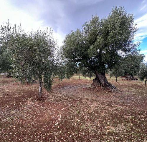 Terreno a Ostuni in Strada Statale di Egnazia - Foto 4