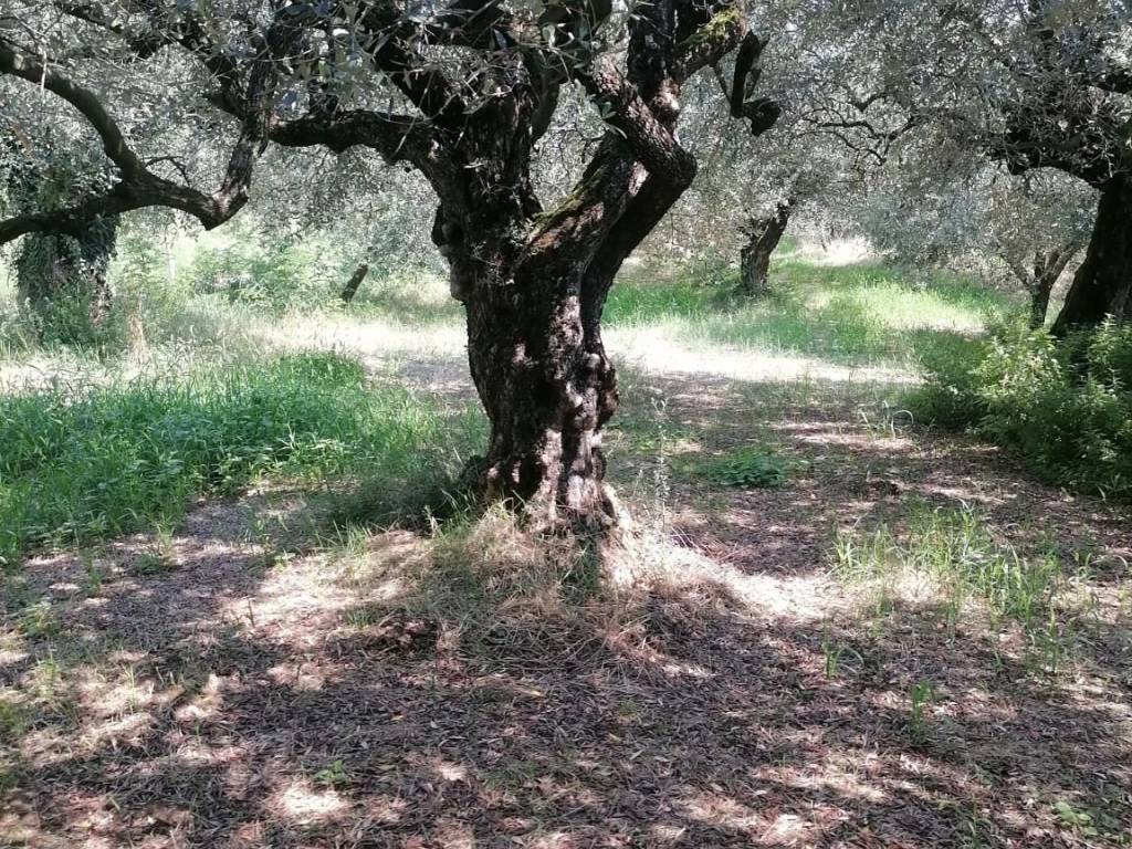 Terreno a Colognola ai colli in Via Grotta - Foto 2