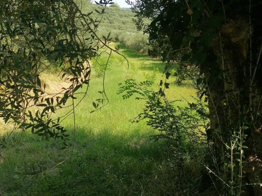 Terreno a Colognola ai colli in Via Grotta - Foto 5