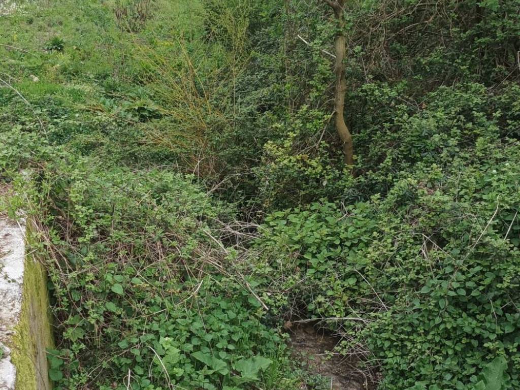 Terreno a Lauria in Contrada Rosa di Sopra - Foto 5