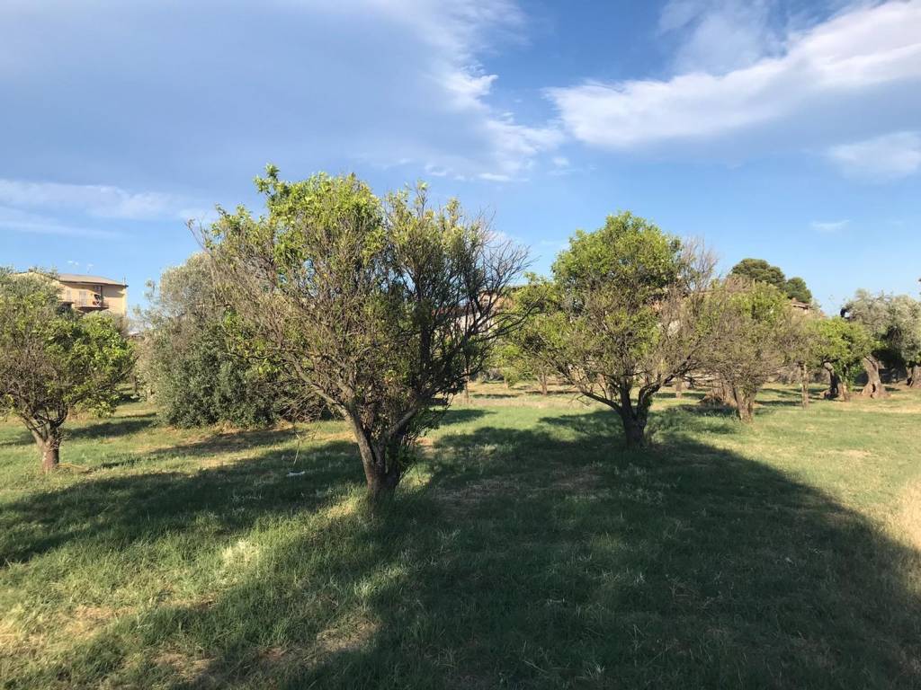 Terreno a Locri in Contrada Carbone S.N.C. - Foto 4