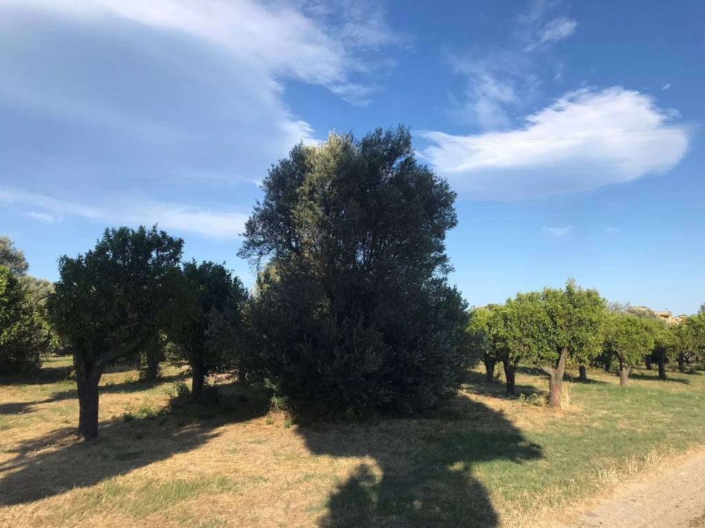 Terreno a Locri in Contrada Carbone S.N.C. - Foto 5