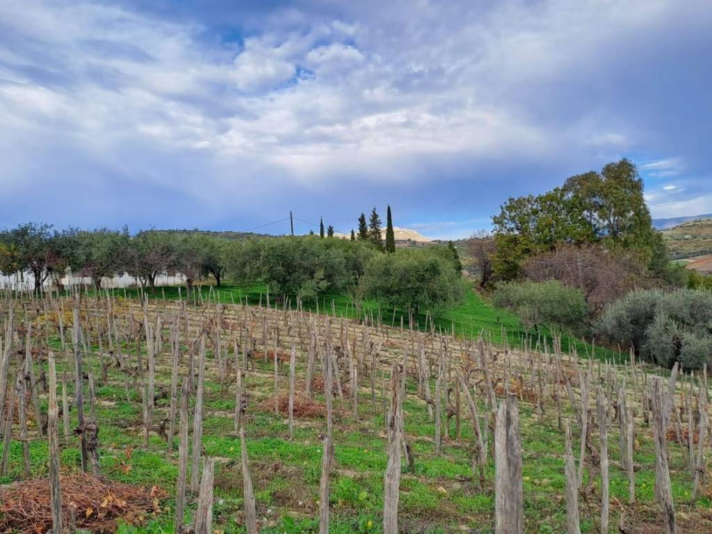 Terreno a Stilo in Località Malena S.N.C. - Foto 5