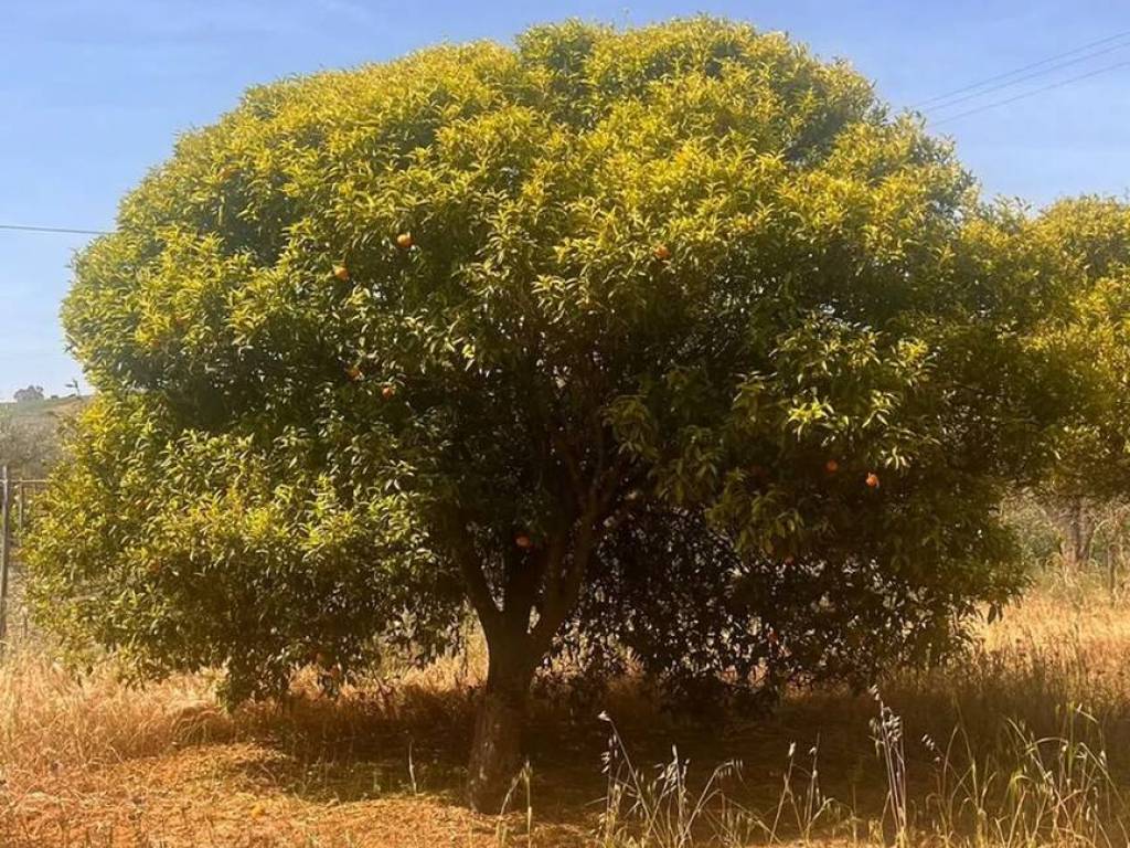 Terreno a Monasterace in Contrada Campo Marzo, 108 - Foto 2