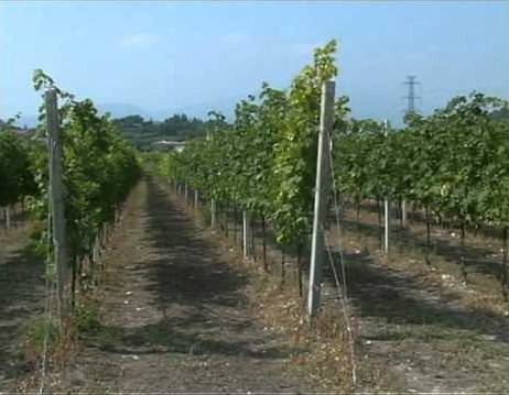 Terreno a Lazise in Via Gasco - Foto 4