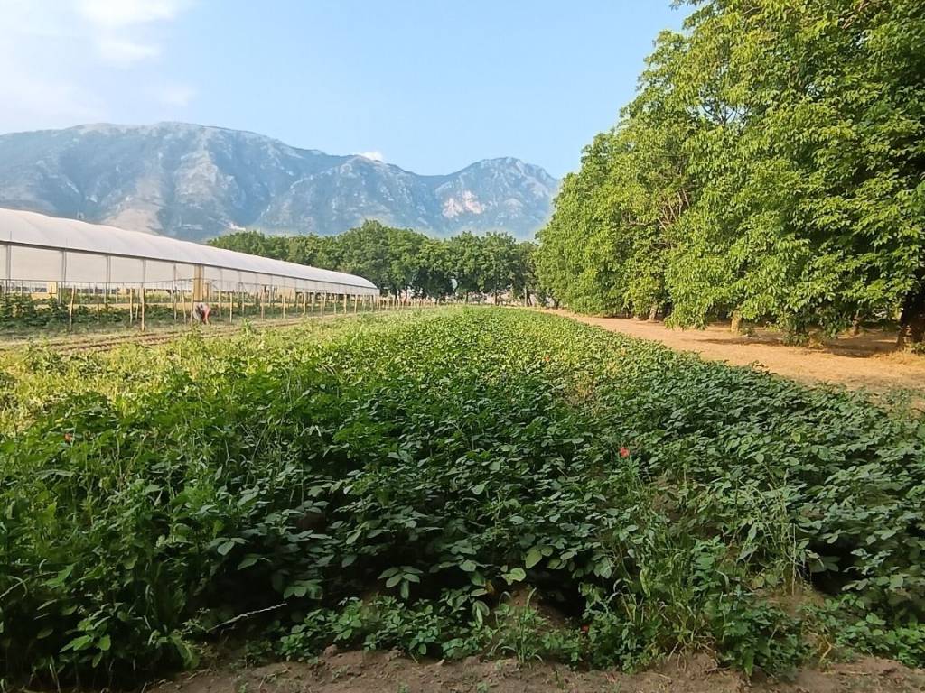 Terreno a Airola in Strada Provinciale Caudina Tronco 2 - Foto 4