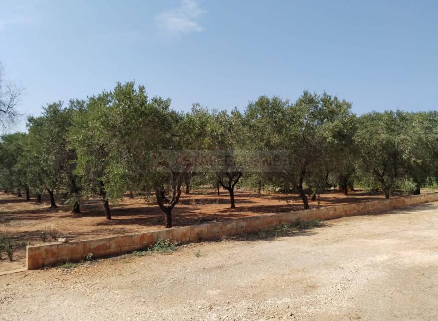 Villa a Carovigno in Contrada Caselli Morggicchio - Foto 3
