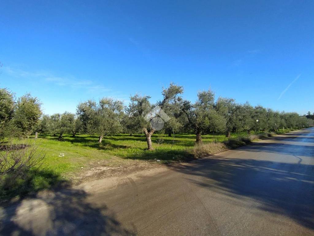 Terreno a Cerignola in Via San Marco, 1 - Foto 3