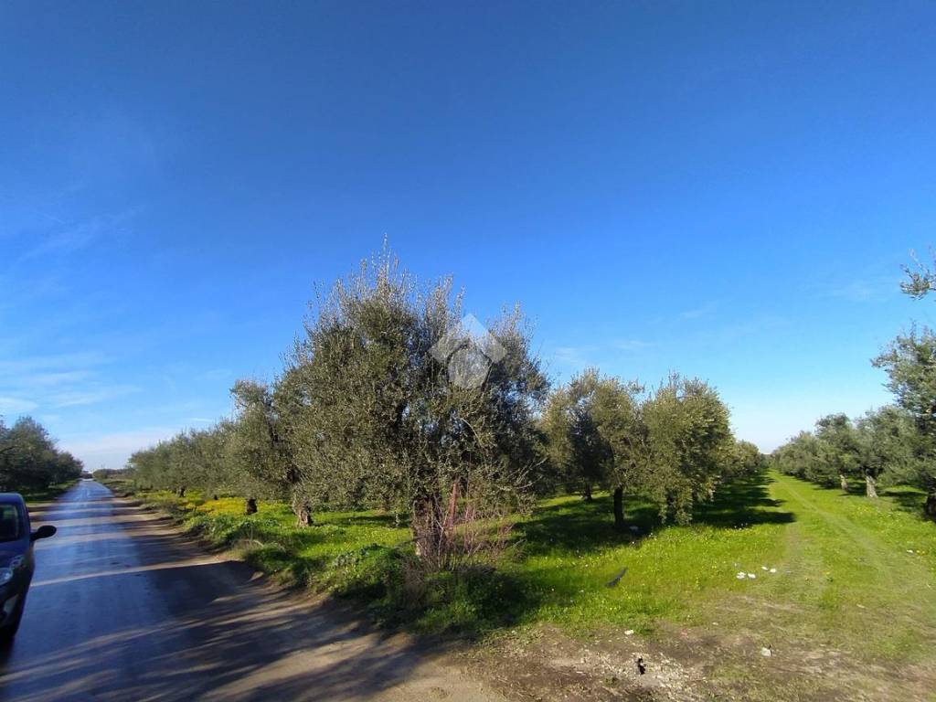 Terreno a Cerignola in Via San Marco, 1 - Foto 5
