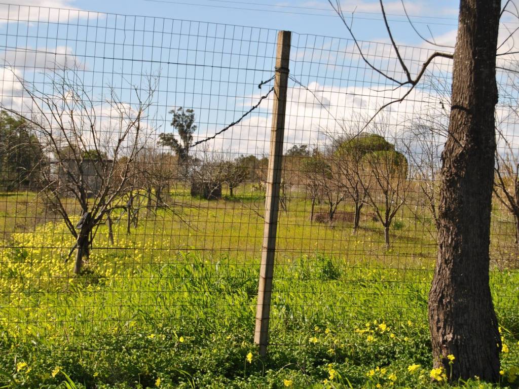 Terreno a Carlentini - Foto 4