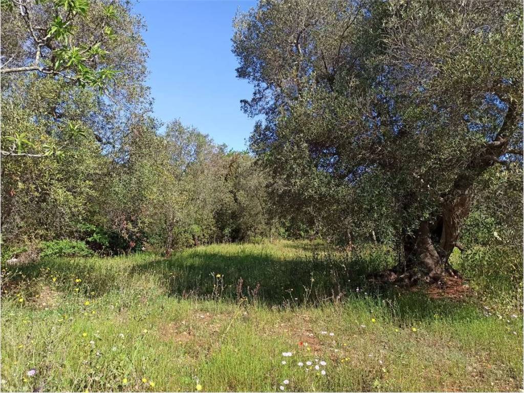 Terreno a Carovigno - Foto 2