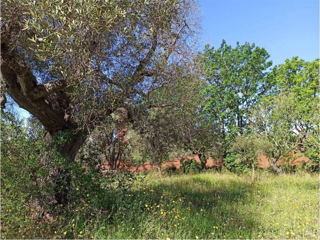 Terreno a Carovigno - Foto 3