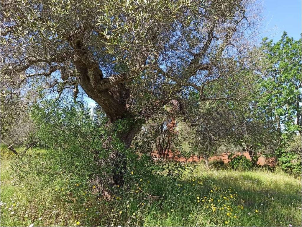 Terreno a Carovigno - Foto 4