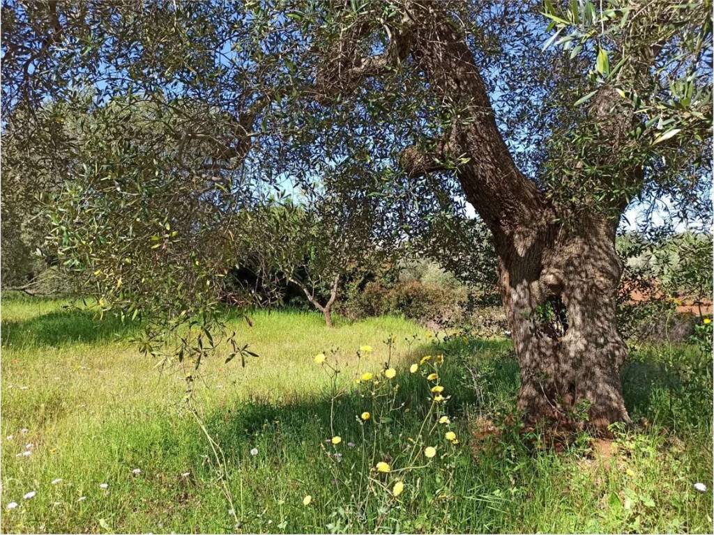 Terreno a Carovigno - Foto 5