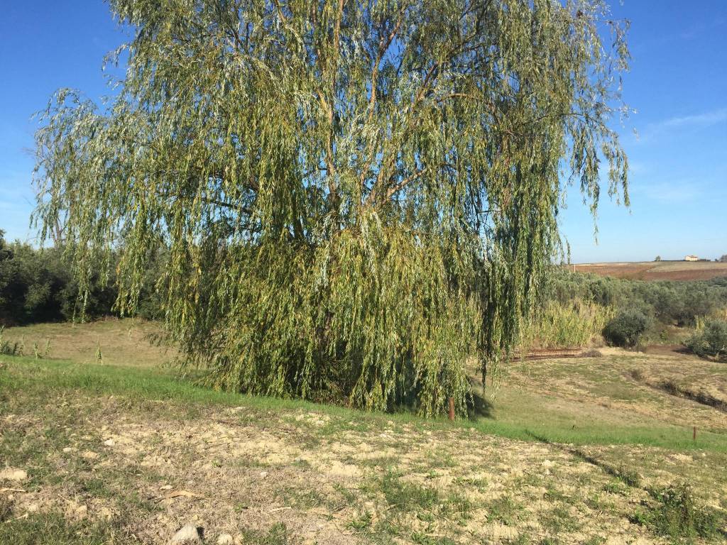 Terreno a Cupello - Foto 2