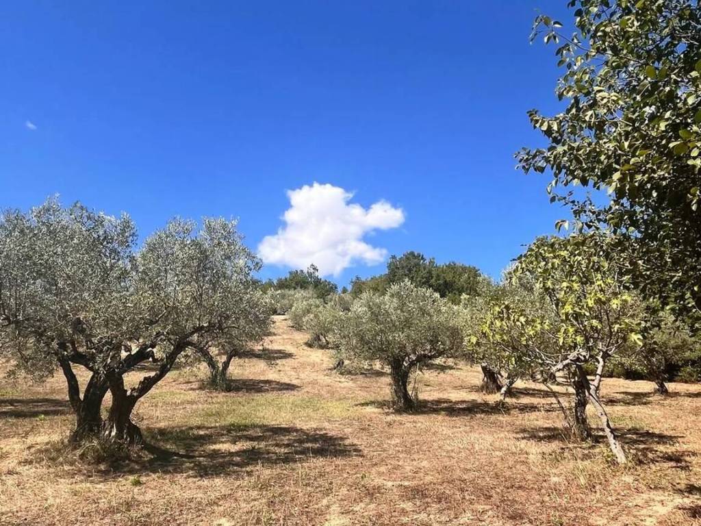 Terreno a Pietrelcina in Contrada Coste S.N.C. - Foto 2